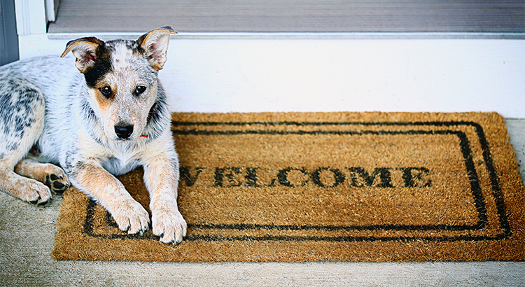 The REAL Reasons Americans Buy a Home | Simplifying The Market