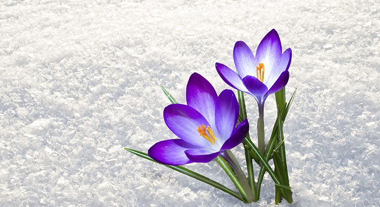 No Matter Which Groundhog You Listen to, You Should Sell Before Spring! | Simplifying The Market