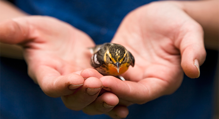 A ‘Buyer’ in Hand Is Worth Two in the Bush | Simplifying The Market
