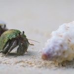 The Impact of Tight Inventory on the Housing Market